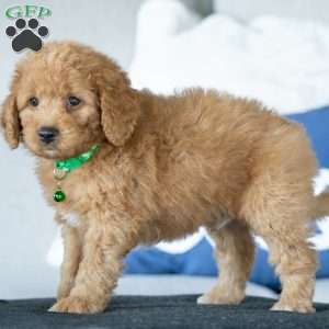 Danton, Golden Mountain Doodle Puppy